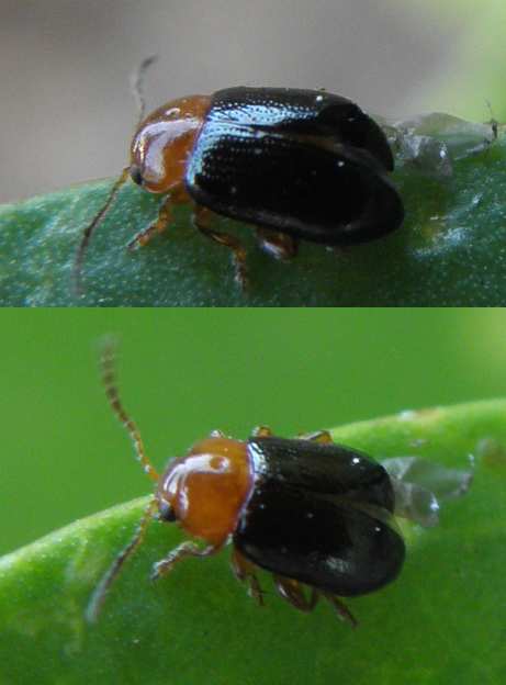 Chrysomelidae